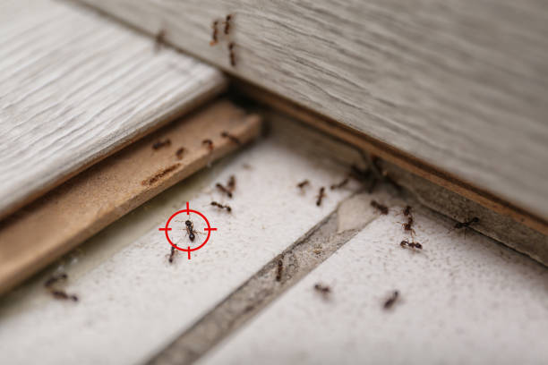 Flea Control Services in Ravena, NY