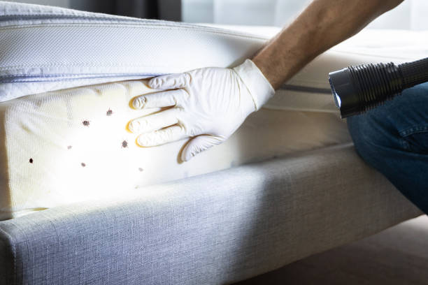Best Cockroach Control Services  in Ravena, NY